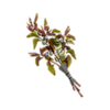 dd2-grandpetal-3