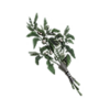 dd2-pitywort-3