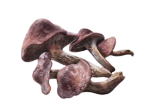 Redflesh Mushroom | Elden Ring | Hardcore Gamer